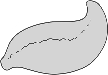 Reptile Tail