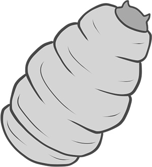 Insect Tail