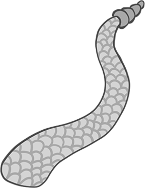 Rattle Snake Tail