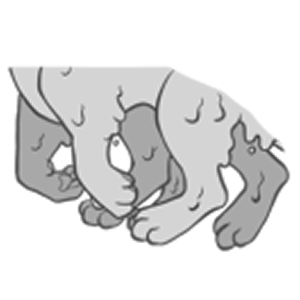 Extra Limbs/Toes